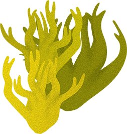 Algae